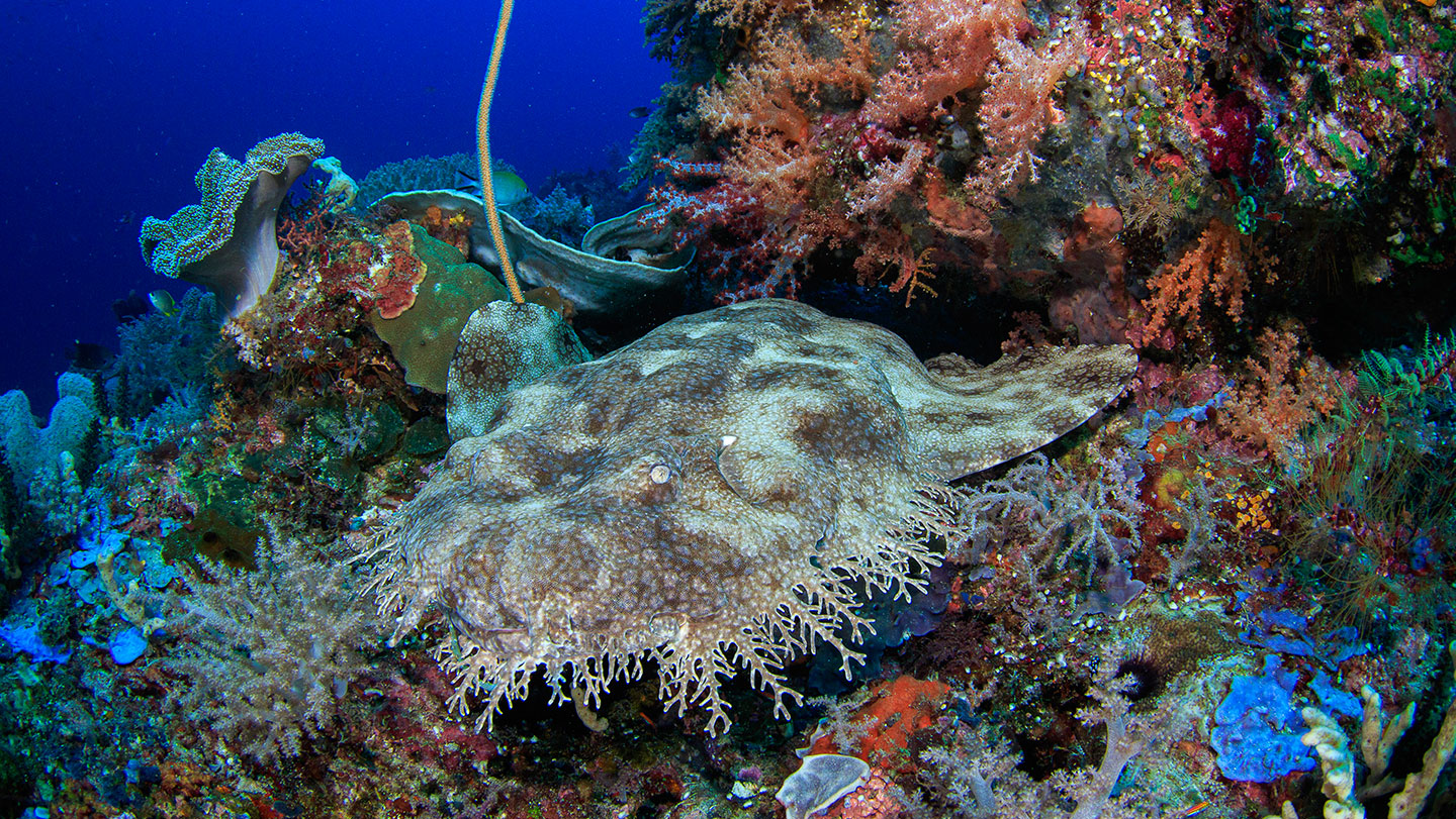 A Sanctuary for Unique Marine Species