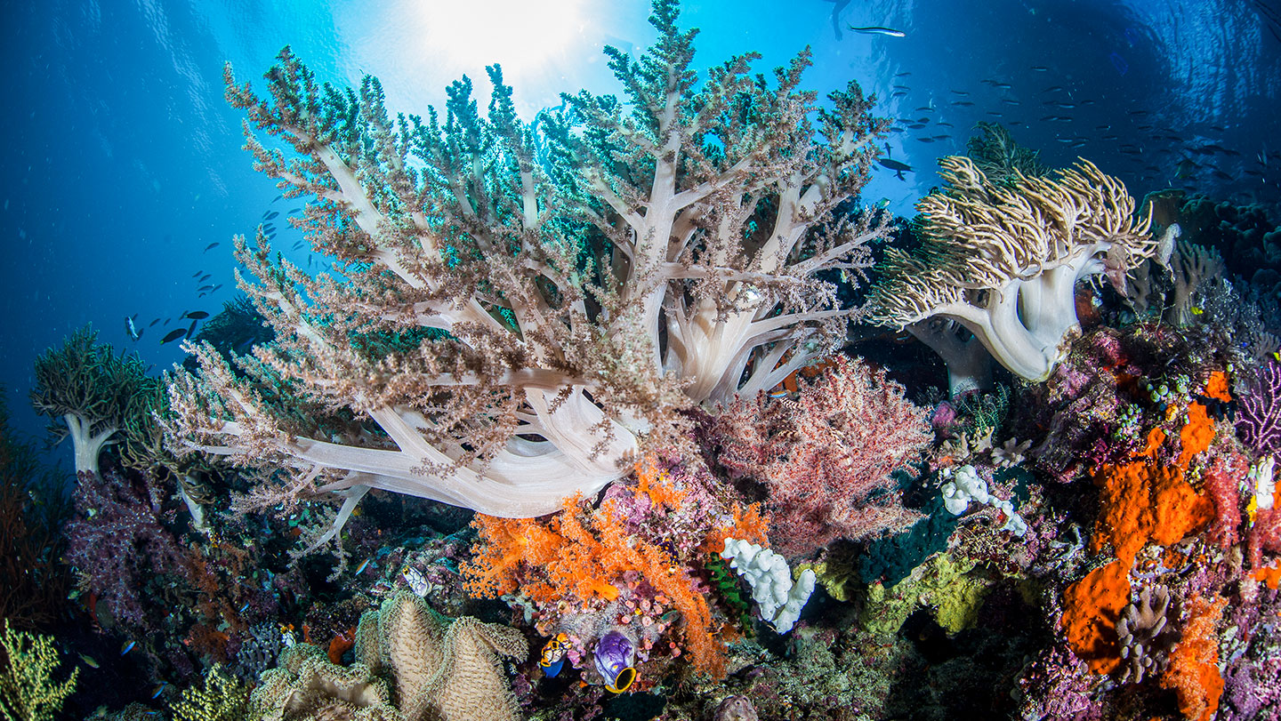 The Epicenter of Ocean Biodiversity